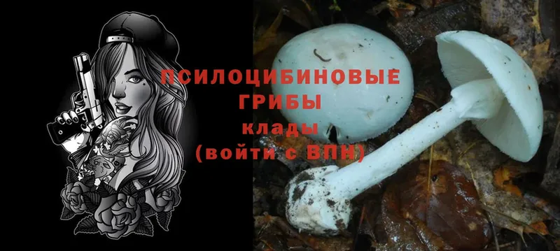 Галлюциногенные грибы Psilocybe  Ноябрьск 